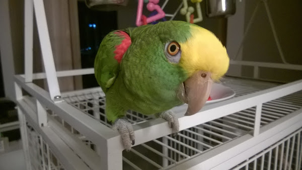 Foto 4 Pet Zoo Clinica Veterinária especializada em animais silvestres e exóticos