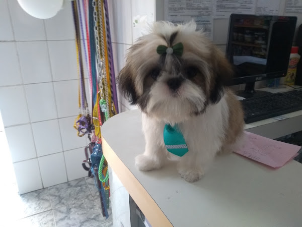 Foto 1 Amvet - Assistência Médica Veterinária