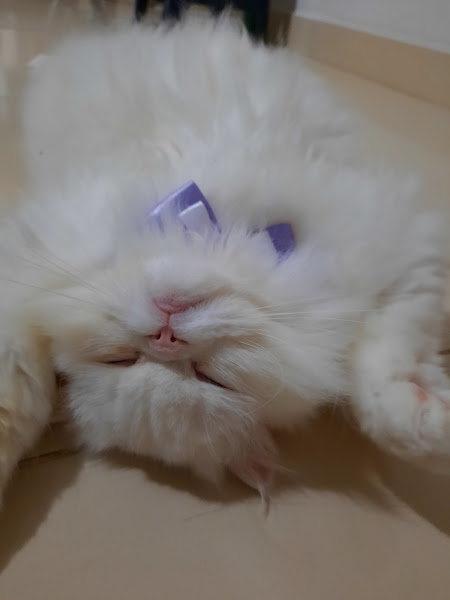 Foto 3 Kennel Veterinária - Brotas