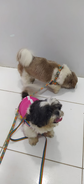 Foto 2 Patas e Cia Clínica Veterinária