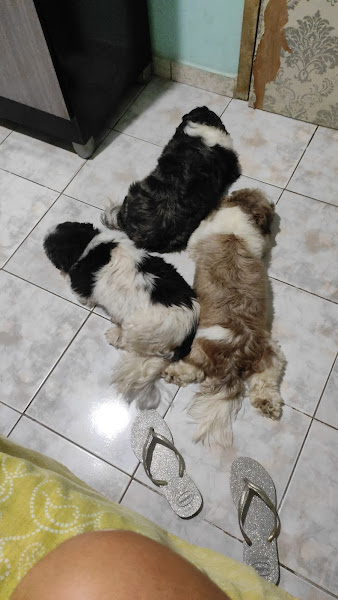 Foto 3 Patas e Cia Clínica Veterinária