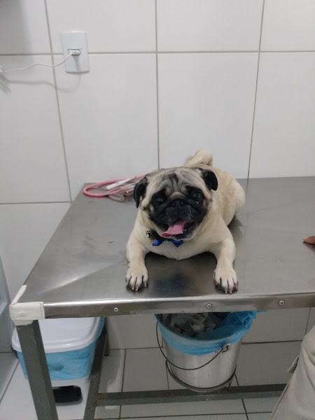 Foto 4 Patas e Cia Clínica Veterinária