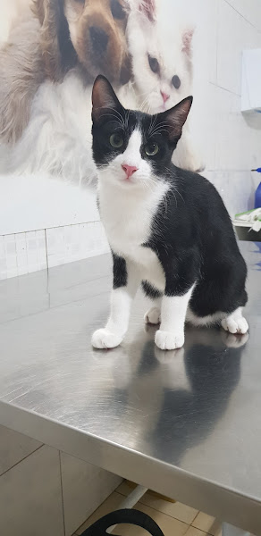 Foto 1 Saúde Animal