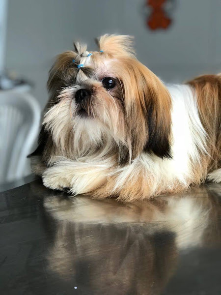 AnimalClin Clinica Veterinaria