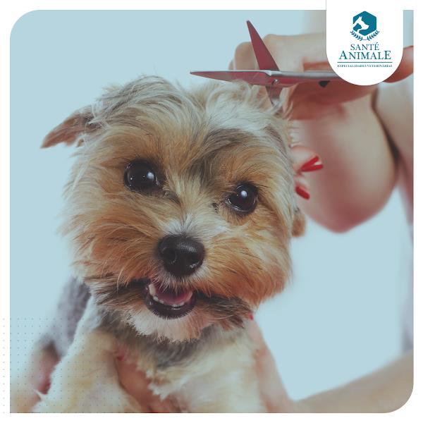 Santé Animale Clínica Veterinária