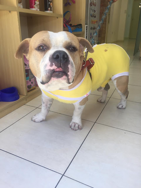 Foto 2 Santé Animale Clínica Veterinária