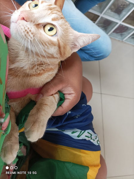 Pets & Vets Consultório Veterinário