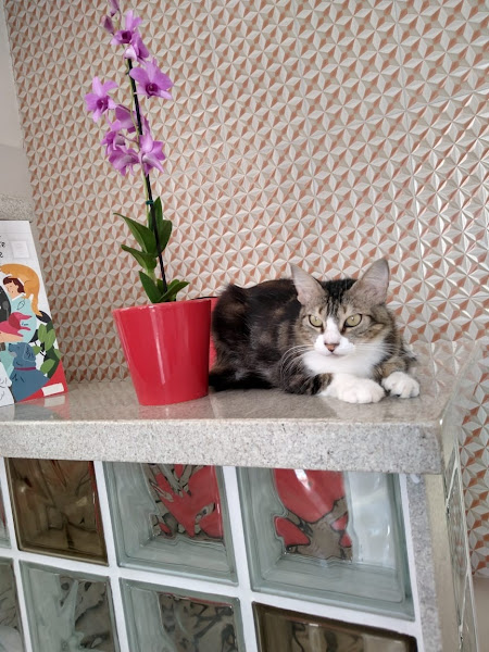 Foto 2 Pets & Vets Consultório Veterinário