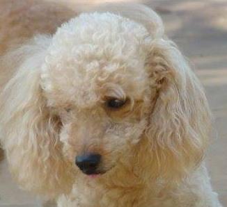 Foto 4 Mascote Veterinário 24h