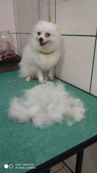 Zoosaúde Clínica Veterinária