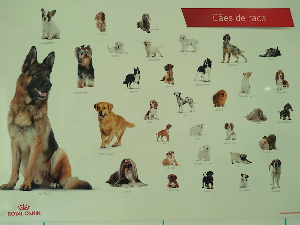 Foto 1 Zoosaúde Clínica Veterinária