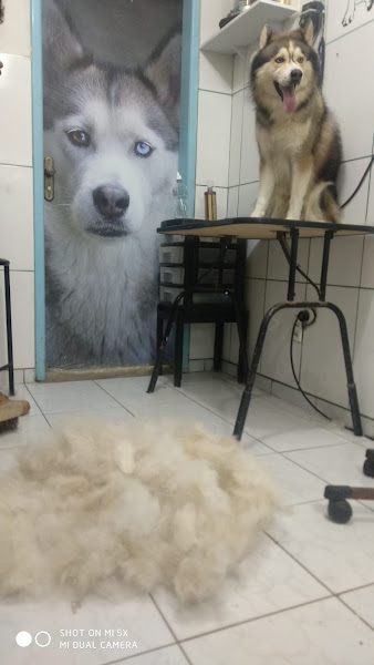 Foto 2 Zoosaúde Clínica Veterinária