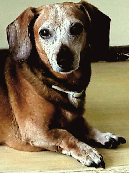 Foto 1 A arca veterinaria