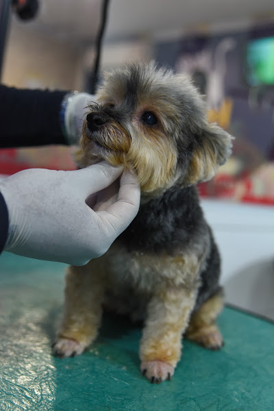 Foto 3 Kennel Veterinária - Pituba