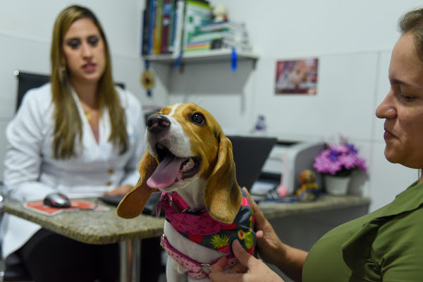 Foto 5 Kennel Veterinária - Pituba