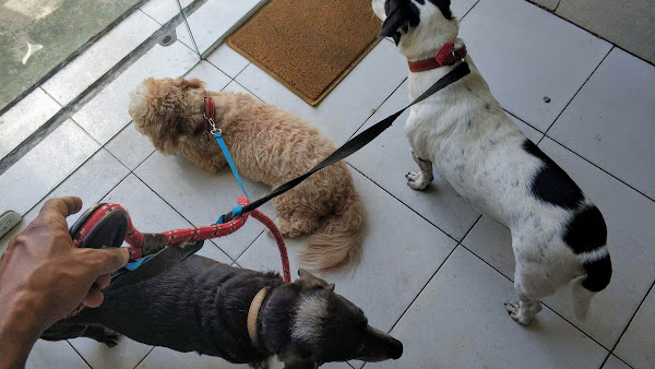 Foto 1 Multvet Produtos e Serviços Veterinários