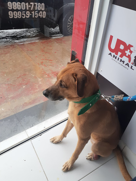 UPA ANIMAL - Unidade Paralela