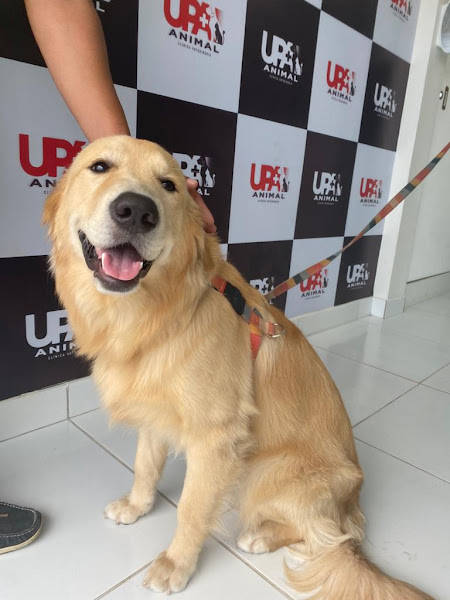 Foto 2 UPA ANIMAL - Unidade Paralela