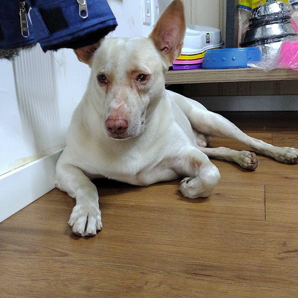 Foto 1 Villa Latta Clínica Veterinária Popular