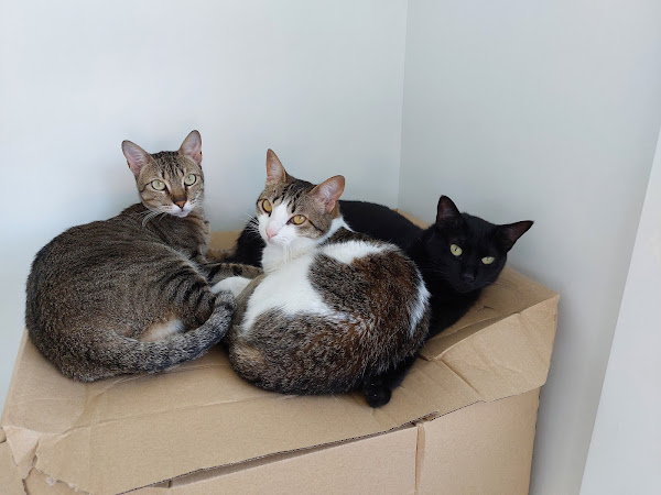 Foto 1 Diagnose Animal veterinaria