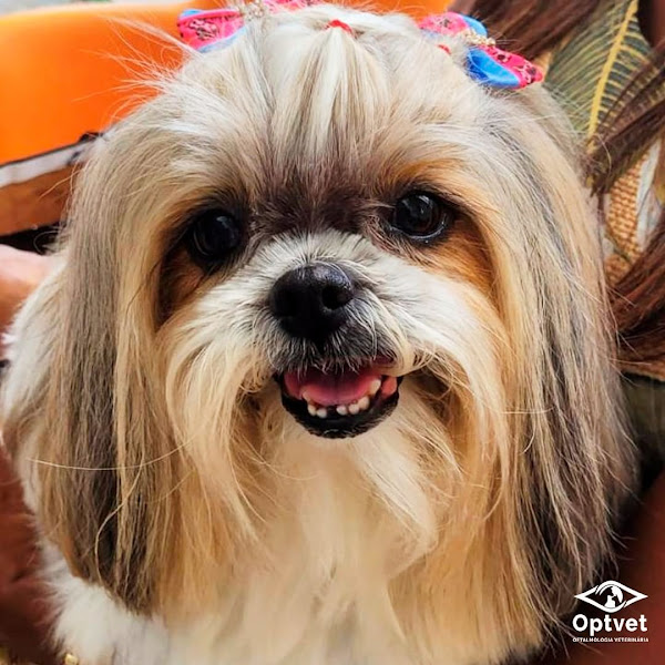 OPTVET Oftalmologia Veterinária