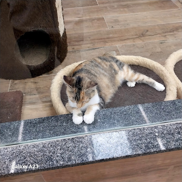 Foto 2 Hospital Veterinário Seres 24h