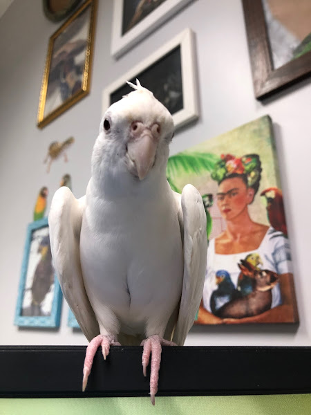 Foto 1 Joane Salustiano - Veterinária animais silvestres e exóticos em Salvador