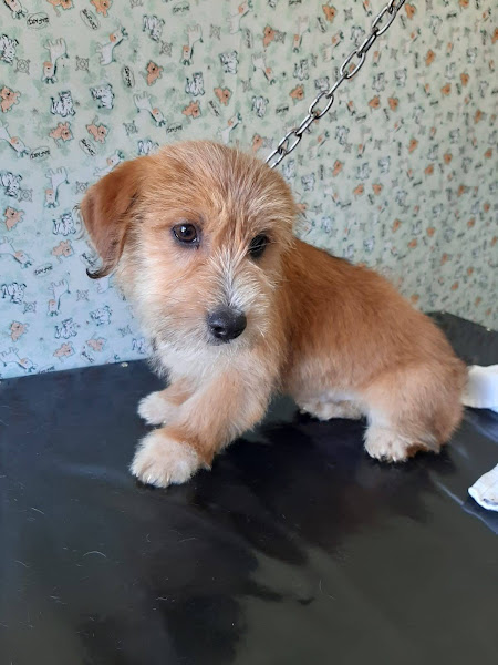 Foto 1 Aviário São João