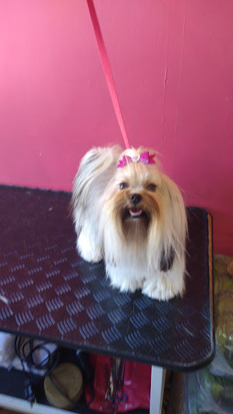 Foto 2 Aviário São João