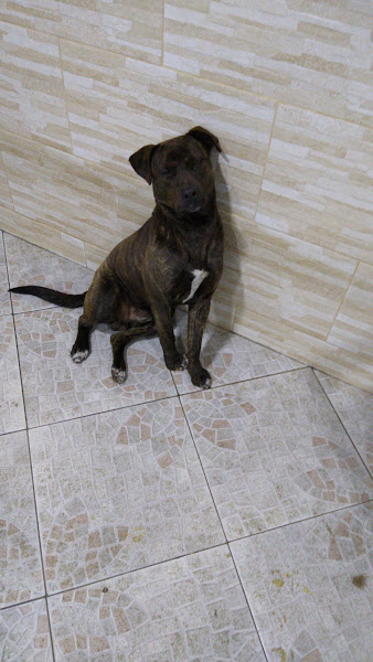 Foto 3 Aviário São João