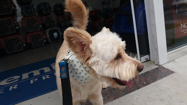 Foto 5 Iguana Pet Shop