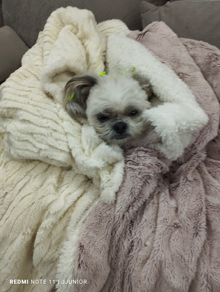 Foto 2 Mafa Pet - Mafagafinhos Pet Shop