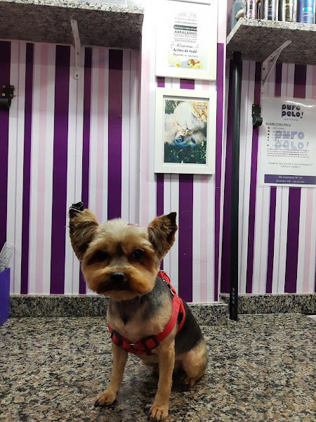 Foto 3 Puro Pelo Pet Shop