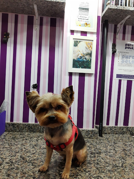 Foto 4 Puro Pelo Pet Shop