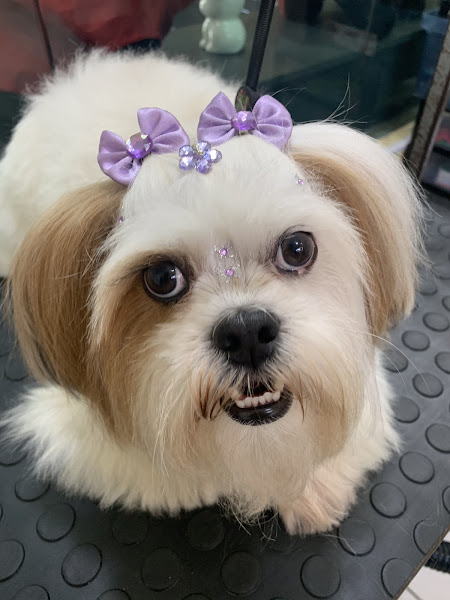 Foto 2 Urban Dog Pet Shop