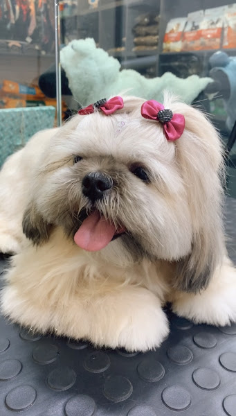 Foto 3 Urban Dog Pet Shop