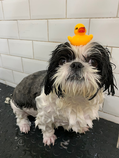 Foto 4 Urban Dog Pet Shop