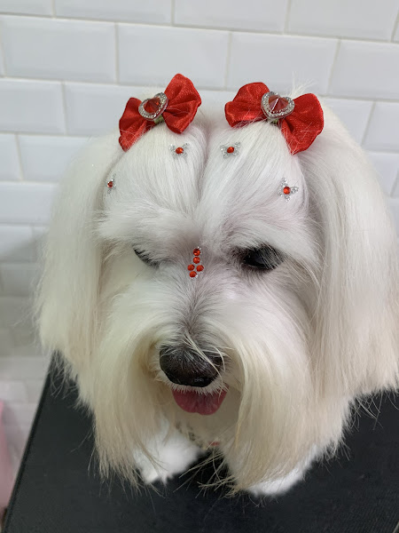 Foto 5 Urban Dog Pet Shop