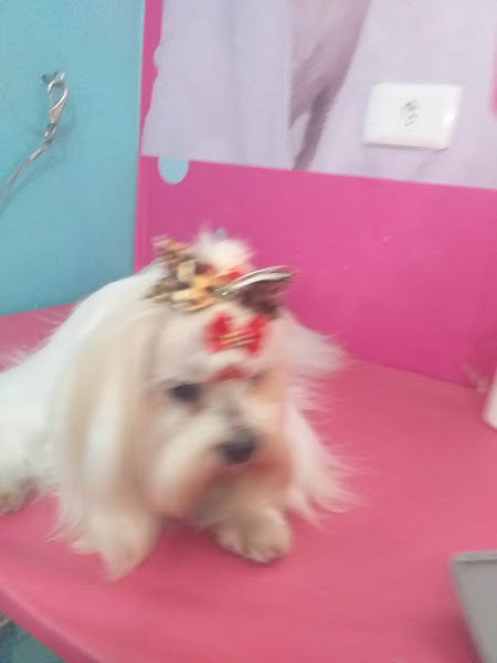 Foto 2 Pet Shop Au Au