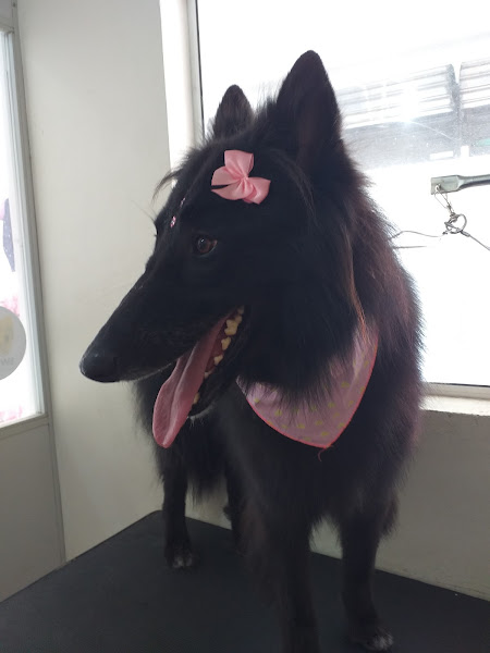 Foto 3 Pet Shop Au Au