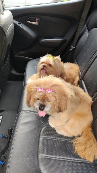 Foto 2 Pet Shop Bichos e Caprichos