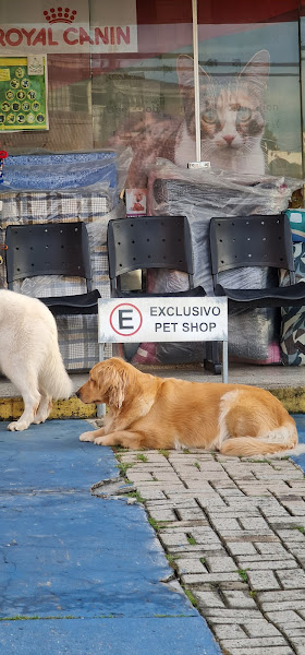 Foto 3 Pet Shop Bichos e Caprichos