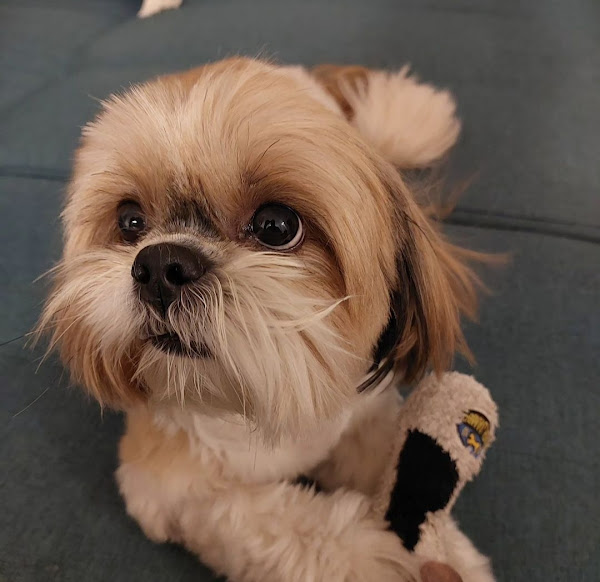 Foto 4 Pet Shop Bichos e Caprichos