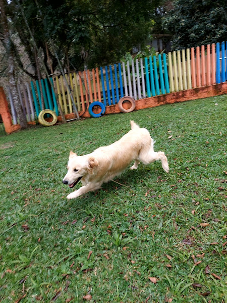 Foto 6 Pet Club Premium Foto 6 Pet Club Premium