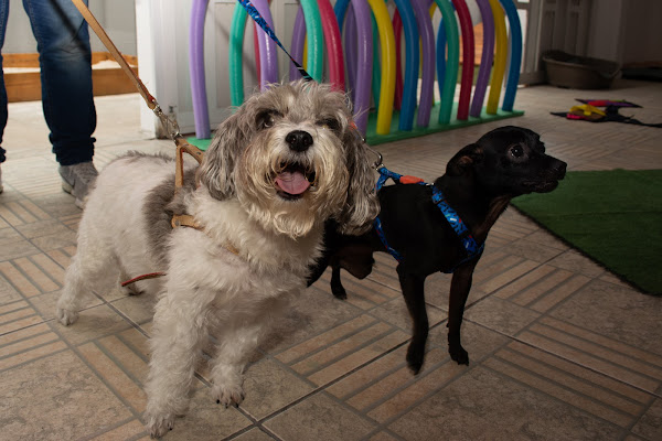 Foto 2 Vital Pet Shop & Clínica Veterinária Bem Estar Animal