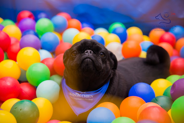 Foto 2 Clinica Veterinária Maison Chien