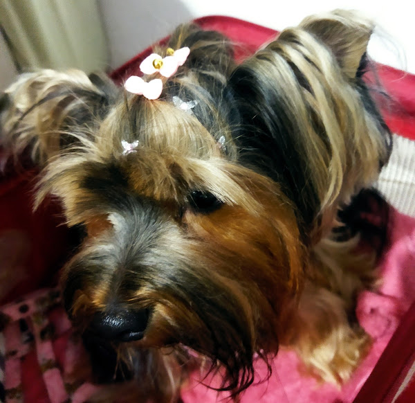 Foto 1 Fofuras Pet Shop