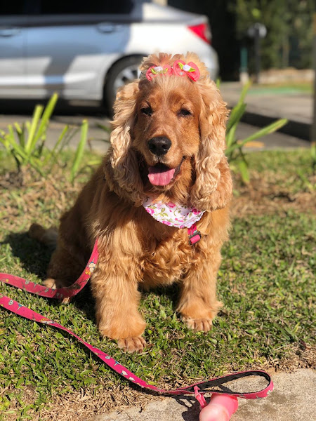 Foto 3 Fofuras Pet Shop