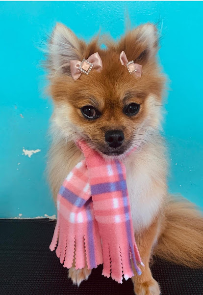 Foto 4 Fofuras Pet Shop