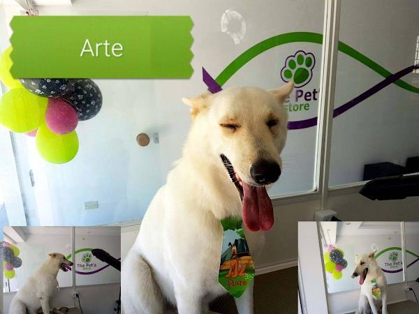 Foto 2 Namu Royal Pet Store e Venda de Filhotes